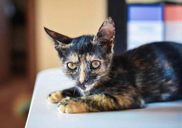 Top 10 des animaux exotiques de compagnie