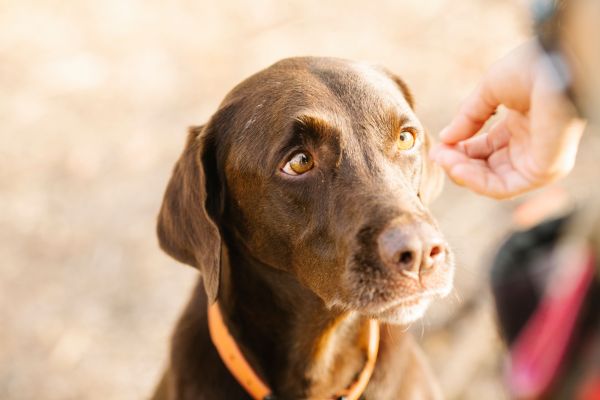 Éviter le stress en pension canine : conseils pratiques