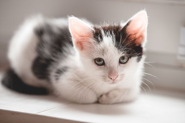 Les bénéfices émotionnels de l'adoption d'un chat
