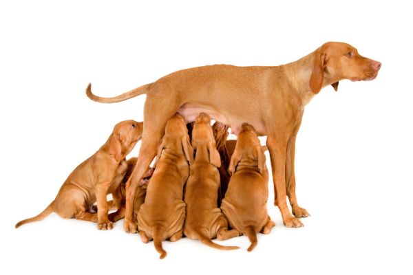 Les comportements de nidification chez les chiennes en gestation
