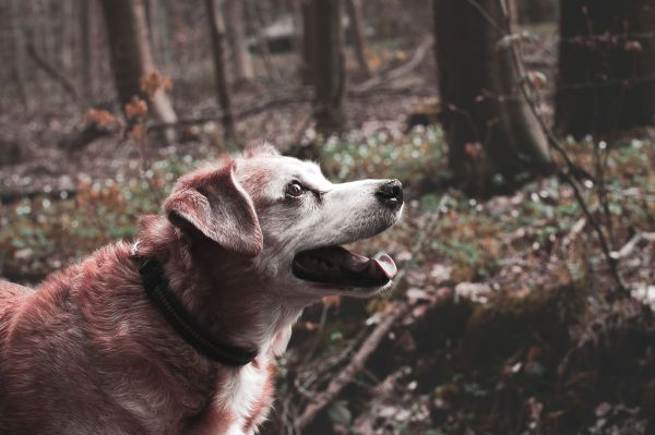 Les dernières avancées en recherche sur le vieillissement des animaux