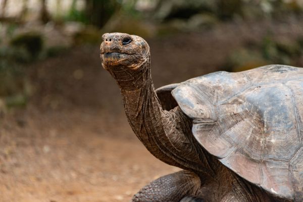 Les dernières études sur la vieillesse et la longévité des animaux