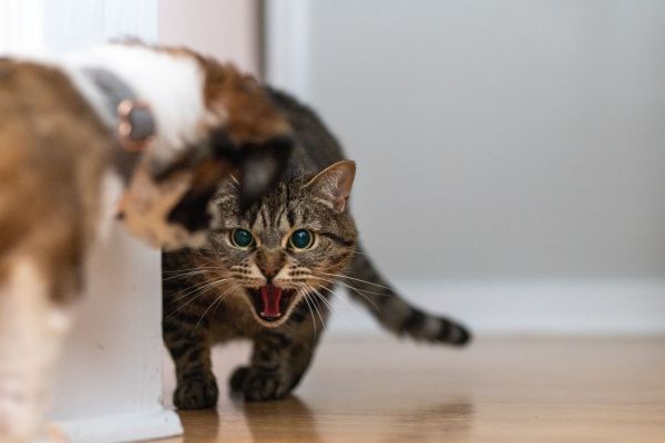 Les meilleurs conseils pour gérer les problèmes de comportement chez les animaux