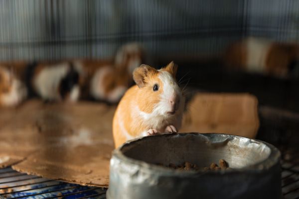 Les meilleurs rongeurs pour un premier animal domestique