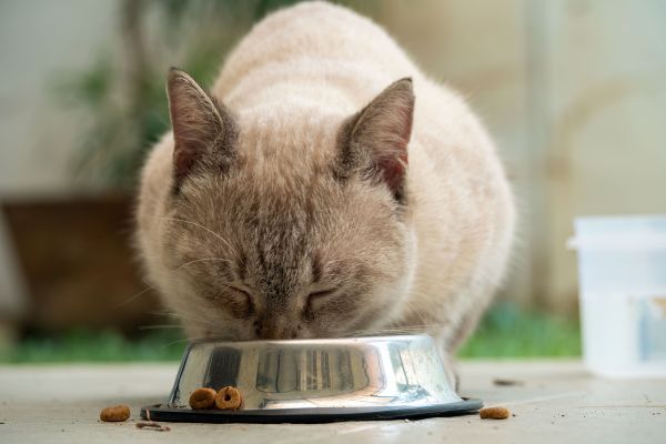 Les mystères de l'alimentation des chats en pleine croissance