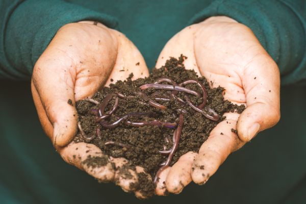 Les nématodes : un allié écologique essentiel pour des sols sains