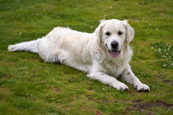 Les robes crème du golden retriever : tout ce qu'il faut savoir