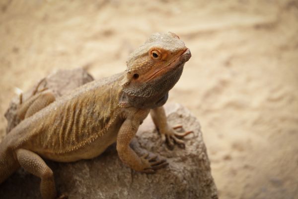 Top 10 des animaux exotiques de compagnie