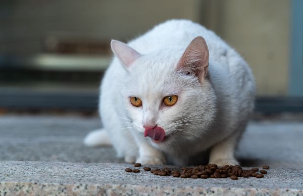Un chat, une santé : l'importance de l'alimentation