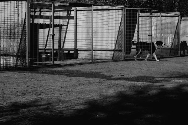 Visite virtuelle : les coulisses d'une pension pour chiens