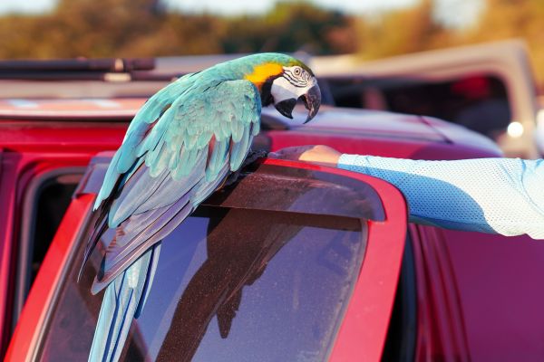 Voyager avec un animal exotique : guide pratique