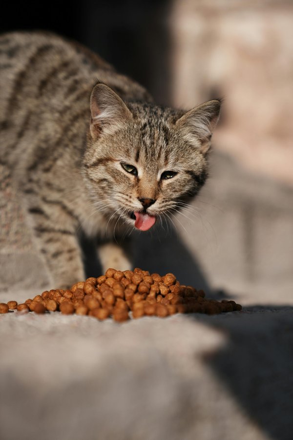 Choisir croquettes chat : efficacité et nutrition à la clé