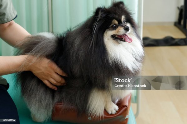 Ostéopathe animalier : des soins adaptés pour votre animal